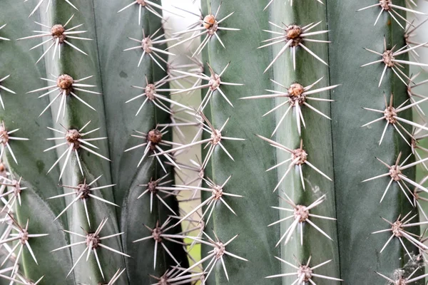 Abstrakt bakgrund textuer av Cactus suckulent växt — Stockfoto