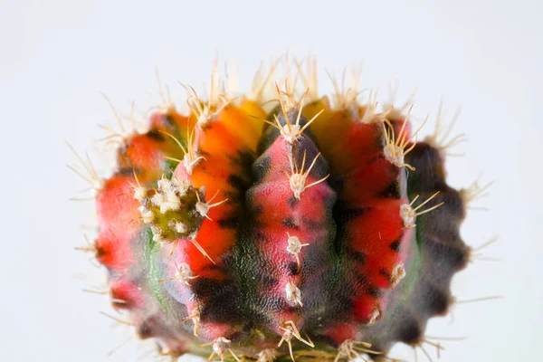 Succulents ou cactus dans des pots en béton sur fond blanc sur l'étagère — Photo