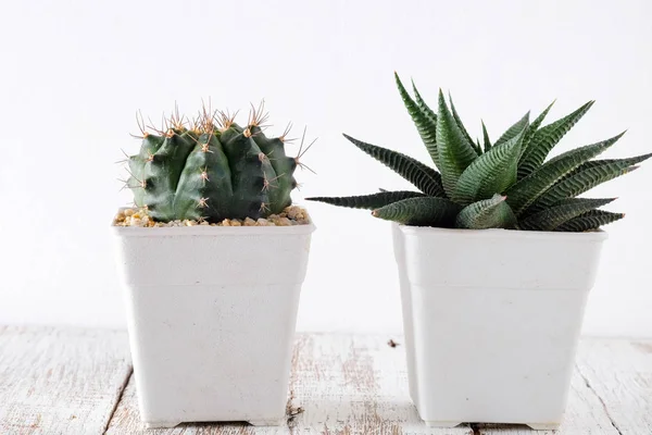 Sukulenty lub Kaktus w betonowe Donice na białym tle na półce — Zdjęcie stockowe