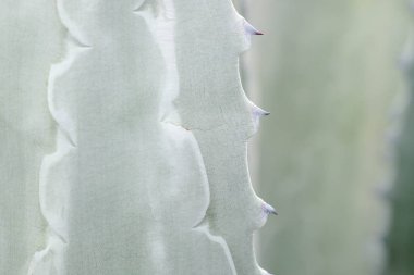 arka plan textuer kaktüs etli bitki