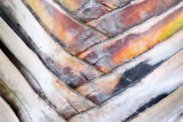 Abstracto textura patrón detalle plátano ventilador background.palm hoja fondo en la naturaleza tejer patrón —  Fotos de Stock