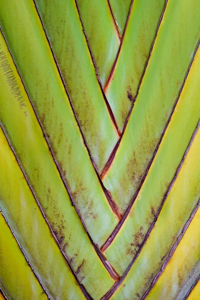 Astratto texture modello dettaglio banana fan background.palm foglia di sfondo in natura trama modello — Foto Stock