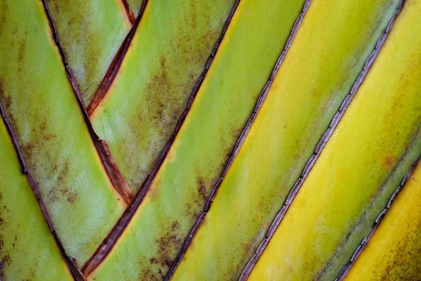 Abstrato textura detalhe padrão banana ventilador background.palm folha fundo na natureza tecer padrão — Fotografia de Stock