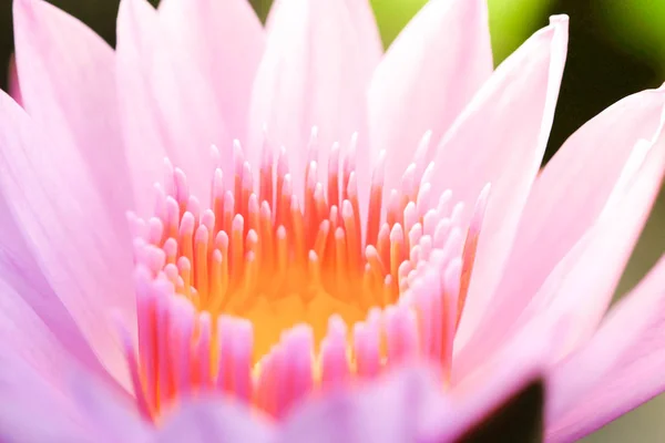 Hermosa flor de loto rosa en el agua en un parque —  Fotos de Stock