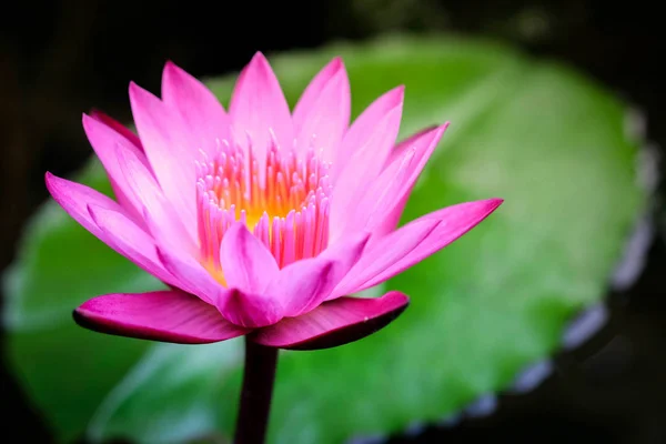 Schöne rosa Lotusblume auf dem Wasser in einem Park — Stockfoto