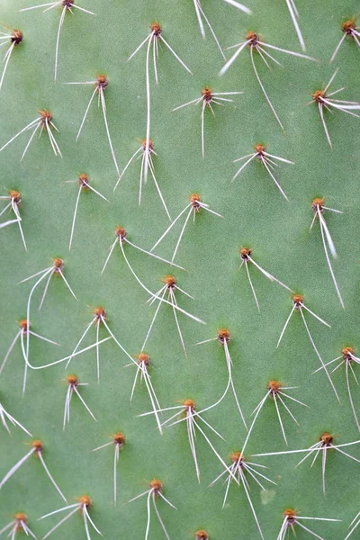 Abstract background textuer of Cactus succulent plant — Stock Photo, Image