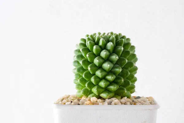 Succulents 또는 선반에 흰색 배경 위에 콘크리트 냄비에 선인장 — 스톡 사진