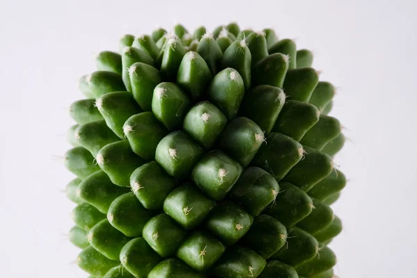 Абстрактный текстур кактуса сочного растения — стоковое фото