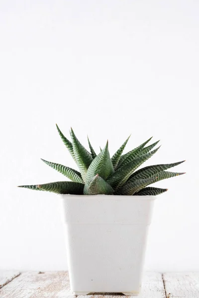 Succulents 또는 선반에 흰색 배경 위에 콘크리트 냄비에 선인장 — 스톡 사진