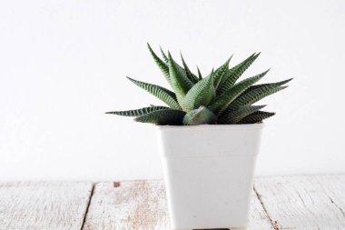 succulents ya da kaktüs rafındaki beyaz arka plan üzerinde beton tencere