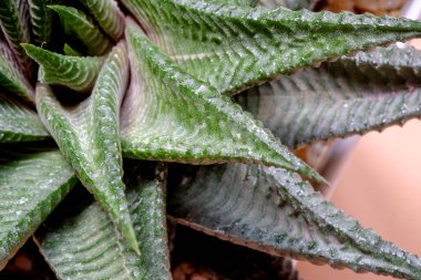 arka plan textuer kaktüs etli bitki