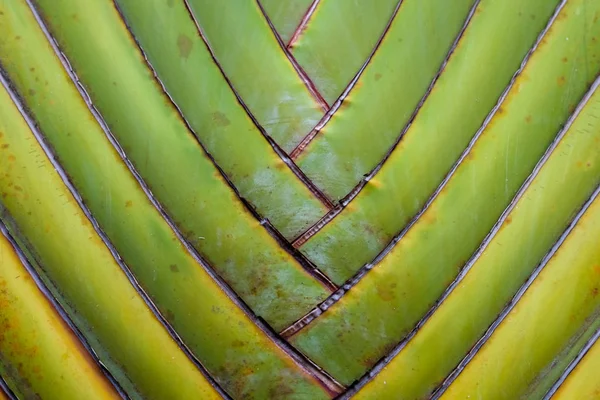 Abstrato textura detalhe padrão banana ventilador background.palm folha fundo na natureza tecer padrão — Fotografia de Stock