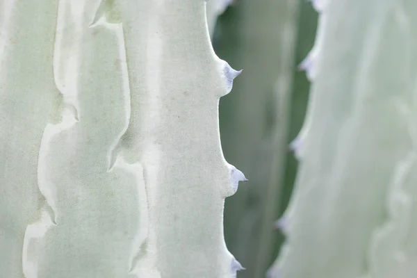 Texture astratta di fondo della pianta succulenta di Cactus — Foto Stock