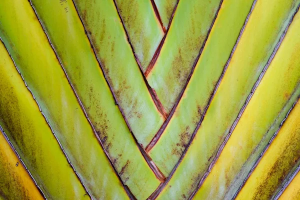 抽象纹理图案详细说明香蕉扇背景. 棕榈叶背景自然编织图案 — 图库照片