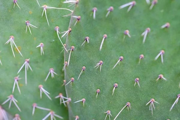 Abstrait fond texteur de Cactus plante succulente — Photo