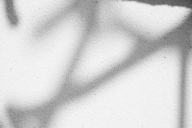 Siyah ve beyaz arka plan textuer gölgeler yaprak beton duvara.