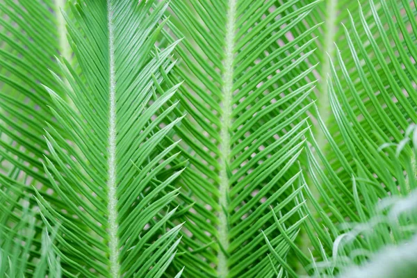 Plantas verdes naturais fundo ou papel de parede. vista da natureza da folha verde no jardim — Fotografia de Stock