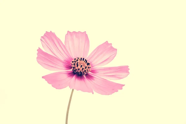 꽃 배경입니다. 필터 효과 복고풍 빈티지 스타일 정원에서 보라색 꽃 — 스톡 사진