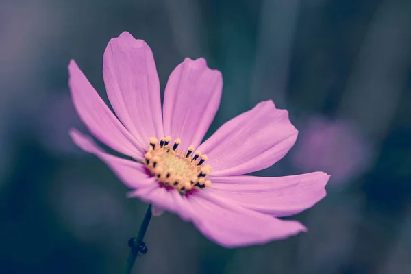 Fondo de flores. Flor rosa púrpura en el jardín con efecto de filtro estilo vintage retro — Foto de Stock