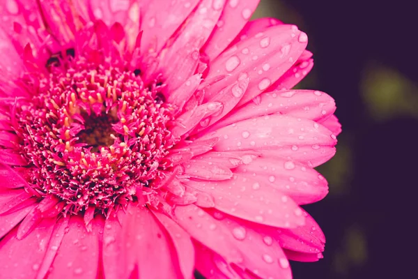 Bloem achtergrond. Roze paarse bloem in de tuin met filter effect retro vintage stijl — Stockfoto