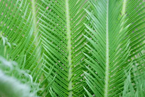 Natural green plants background or wallpaper. nature view of green leaf in garden — Stock Photo, Image