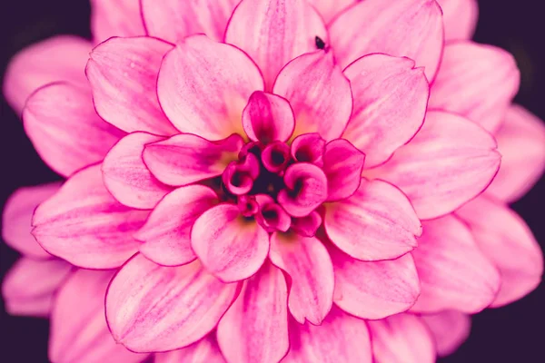 Fondo de flores. Flor rosa púrpura en el jardín con efecto de filtro estilo vintage retro —  Fotos de Stock