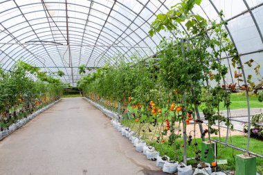 Organik domates güneş ışığı altında açık havada bahçede olgunlaşma