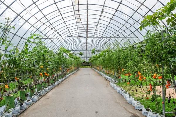 屋外庭園で太陽の下で熟成有機トマト — ストック写真