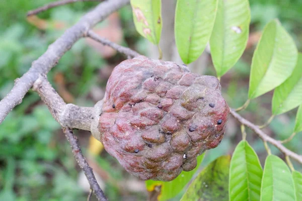 Mulwo фрукты или также называют buah nona или Annona reticulata — стоковое фото