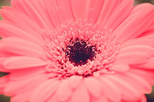 Blumenhintergrund. rosa lila Blume im Garten mit Filtereffekt im Retro-Vintage-Stil — Stockfoto