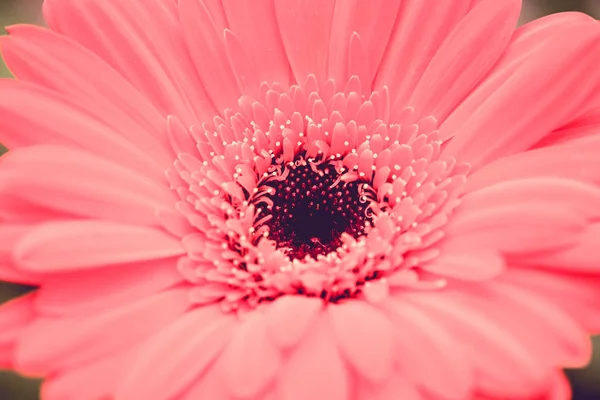 Fundo da flor. Flor roxa rosa no jardim com efeito de filtro estilo vintage retro — Fotografia de Stock