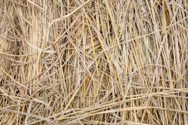 saman arka plan dokusu, tasarım için soyut doğal