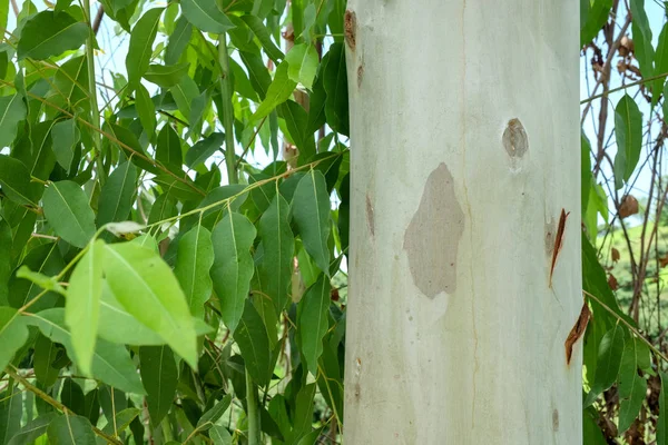 Abstraktes Muster alter Eukalyptusbaumrinde — Stockfoto