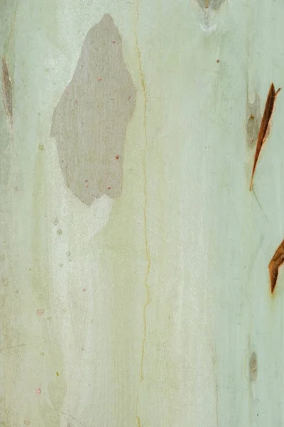 Patrón abstracto de corteza de árbol de eucalipto viejo — Foto de Stock