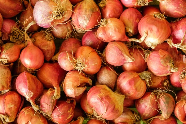 Shallots are used as a spice for cooking — Stock Photo, Image