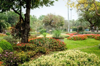 Gölge Bahçe ağaçları