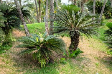 Gölge Bahçe ağaçları