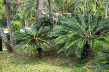 Gölge Bahçe ağaçları