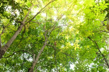 Gölge Bahçe ağaçları