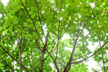 Gölge Bahçe ağaçları