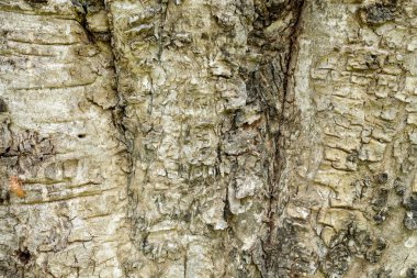 Ağaç kabuğu ahşap doku arka plan