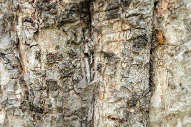 Ağaç kabuğu ahşap doku arka plan