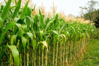 yeşil alan grupta büyüyen mısır