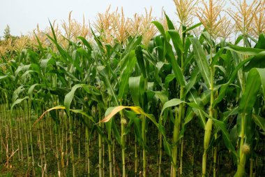 yeşil alan grupta büyüyen mısır