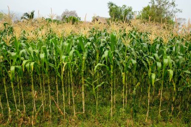yeşil alan grupta büyüyen mısır