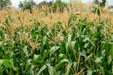 yeşil alan grupta büyüyen mısır