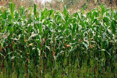 yeşil alan grupta büyüyen mısır