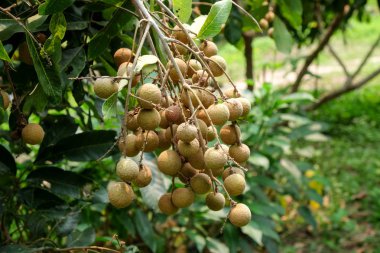  Longan meyve bahçeleri - tropikal meyve genç longan Tayland gruptaki