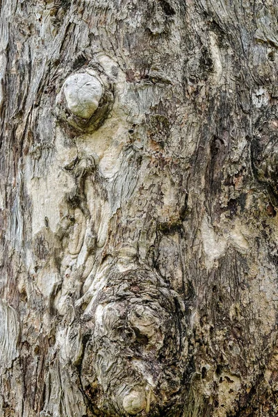 Stromové kůry texturu dřeva abstraktní pozadí — Stock fotografie