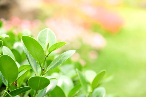 Natuurlijke groene planten achtergrond of behang. natuur uitzicht op groen blad in de tuin in de zomer onder zonlicht. — Stockfoto